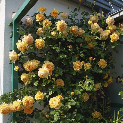 Galben închis - Trandafir copac cu trunchi înalt - cu flori tip trandafiri englezești - coroană tufiș